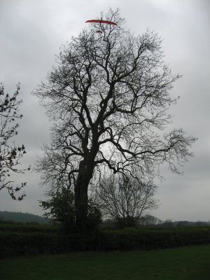 2007glidertree1_400.jpg