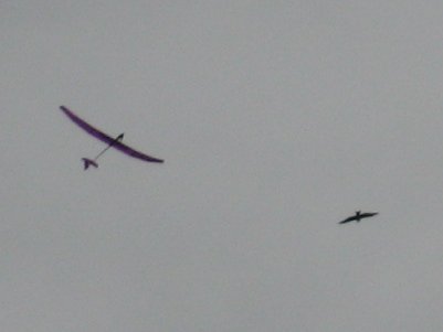 2009twywellbirdandglider3c400.jpg