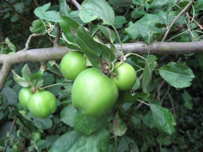 2006apples2_400.jpg