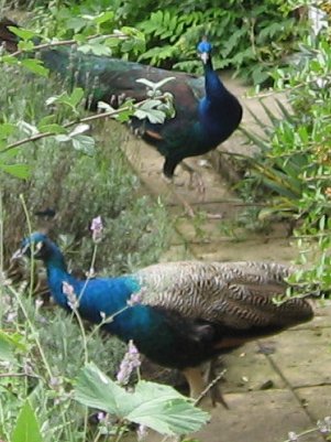 2006bluepeacocks2c_400.jpg