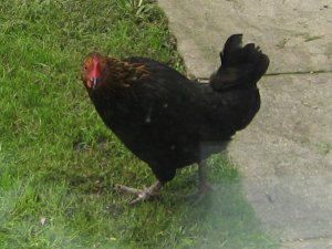 2006chicken1c_300.jpg