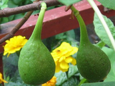 2006figs0_400.jpg