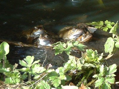 2006frogs1c_400.jpg