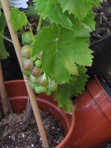 2006grapes1_300.jpg