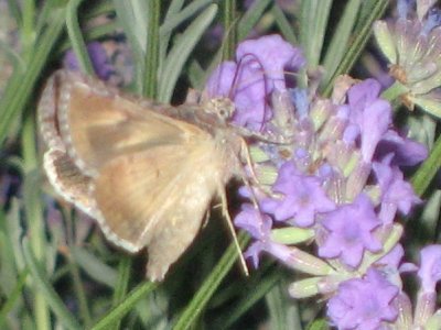 2006moth1c_400.jpg