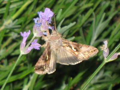 2006moth2_400.jpg
