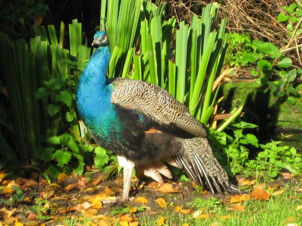 2006peacockoctober1c_600.jpg