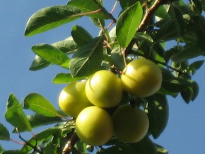 2006plums1_400.jpg