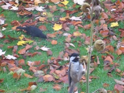 2007birdsandleaves1_400.jpg