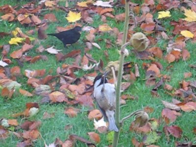 2007birdsandleaves2_400.jpg