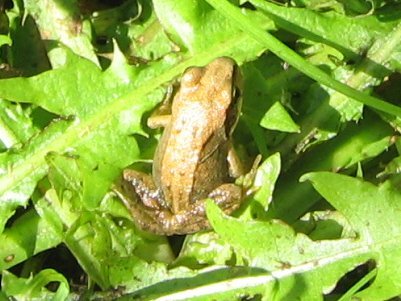 2007froglet1c400.jpg