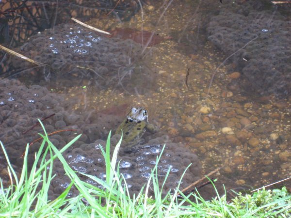 2007frogspawn1_600.jpg