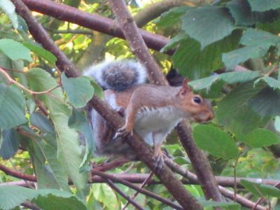2007perseidsquirrel1e2c_400.jpg