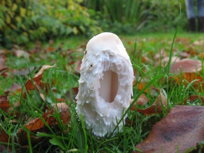 2007whitefungus400.jpg