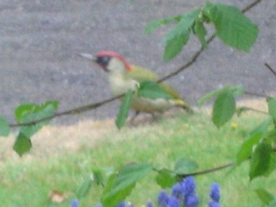 2007woodpecker1c400.jpg