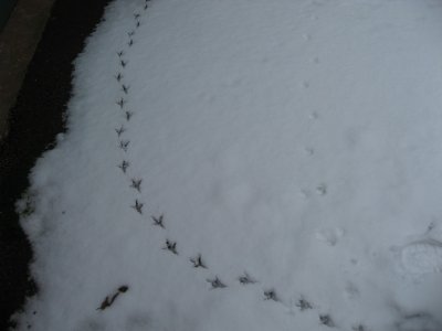 2009snowtracks1.jpg