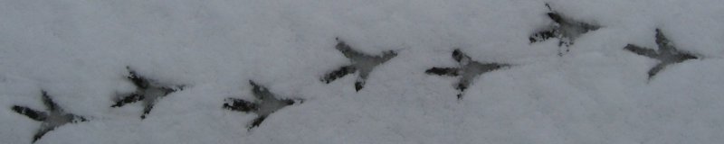2009snowtracks2c800.jpg