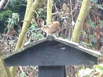 chaffinch2005_1c_400.jpg