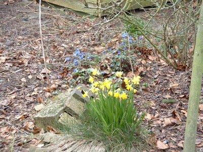 flowersyellowblue1_400.jpg
