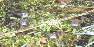 frogs1f400.jpg