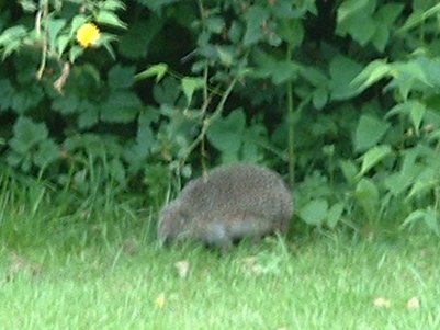hedgehog.jpg