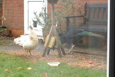 peacocks2006_1rc_400.jpg
