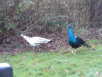peacocks2006_2_400.jpg