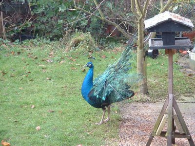peacocks2006_3_400.jpg