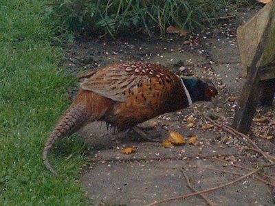 pheasant1z_400.jpg