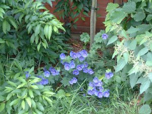 purpleflowers1s.jpg