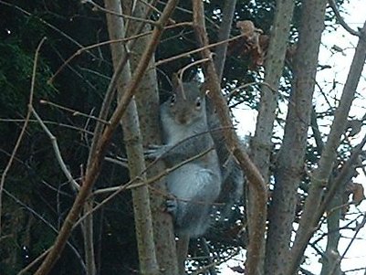 squirrel%204c_400.jpg