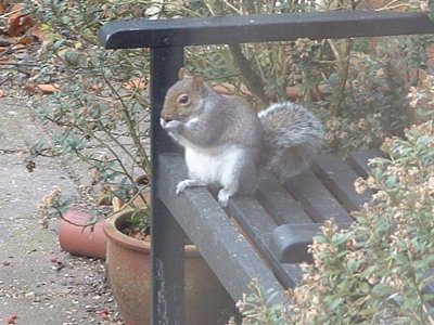 squirrel2005_1c_400.jpg