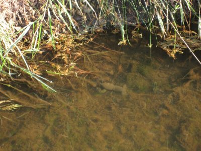 2006crayfish1_400.jpg