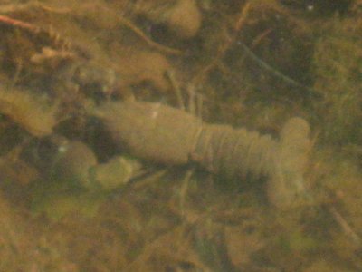 2006crayfish1c_400.jpg