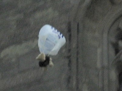 2006fetebear1_400.jpg