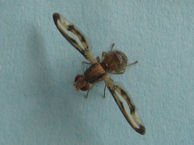 2007batsfordfly1c400.jpg