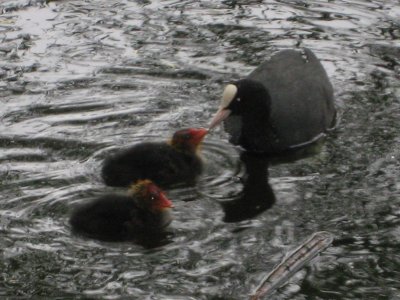 2007hampsteadcootlets1c400.jpg