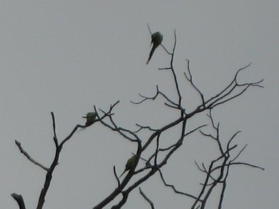 2007hampsteadparakeets1c400.jpg