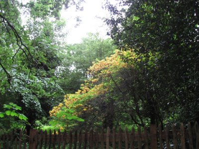 2007hampsteadtrees1_400.jpg