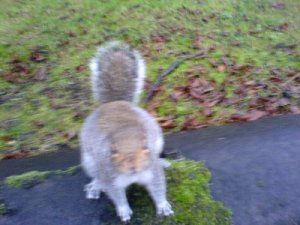 2007squirreljumping300.jpg