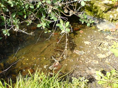 tadpoles1_400.jpg