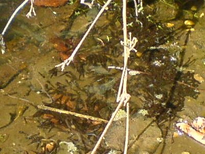 2007tadpoles1c_400.jpg