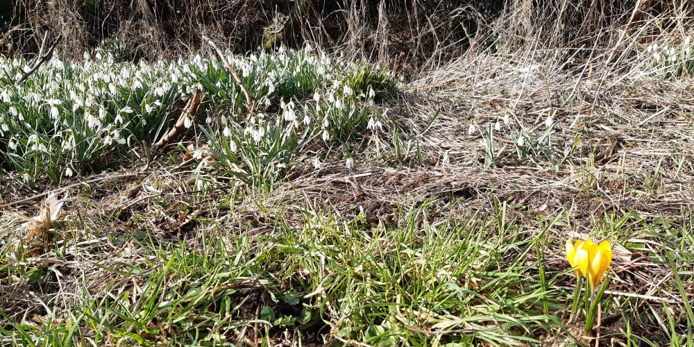 crocusmarch1c_500.jpg