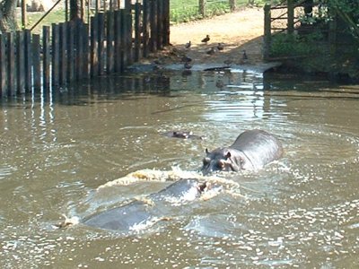 hippos1_400.jpg