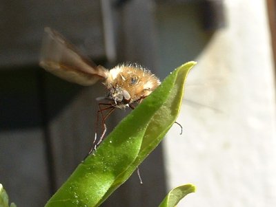 2006beefly2c_400.jpg