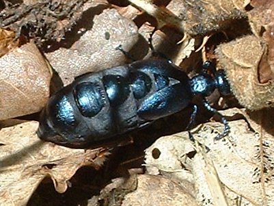 2006blackbug1c_400.jpg