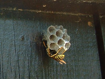 2006honeycomb1c_400.jpg