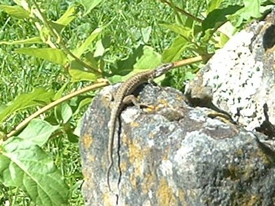 2006lizard1c_400.jpg