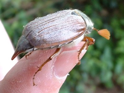2006maybug2c_400.jpg