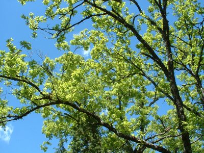 2006treesky1_400.jpg